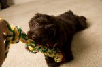 Filename=puppy_(6_of_6).jpg
Filesize=87KB
Dimensions=800x533
Date added=Jan 17, 2010 puppy_(6_of_6).jpg
