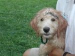 Wet_Zinnia_8-09.JPG