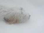 Zinnia_in_snow.JPG