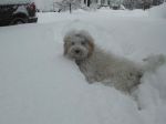 Zinnia_in_snow_2.JPG