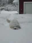 Zinnia_in_snow_3.JPG