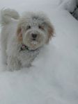 Filename=Zinnia_in_snow_4.JPG
Filesize=43KB
Dimensions=460x614
Date added=Jan 17, 2010 Zinnia_in_snow_4.JPG