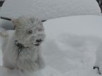 Filename=Zinnia_leaps_in_snow.JPG
Filesize=42KB
Dimensions=614x460
Date added=Jan 17, 2010 Zinnia_leaps_in_snow.JPG