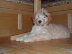 Filename=Zinnia_under_table.JPG
Filesize=56KB
Dimensions=614x460
Date added=Jan 17, 2010 Zinnia_under_table.JPG