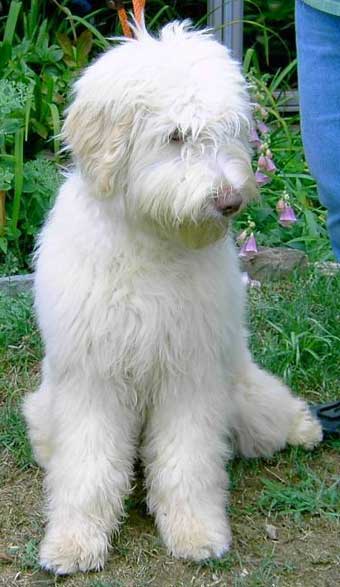 Our labradoodle stud Corky