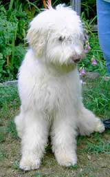 Australian Labradoodle - Corky