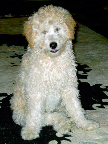 Our labradoodle dame Creamsickle