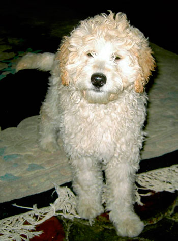 Our labradoodle dame Creamsickle