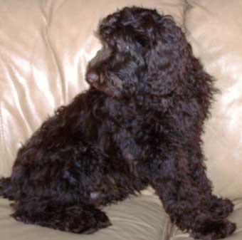 Australian multi-gen Labradoodle - Diego
