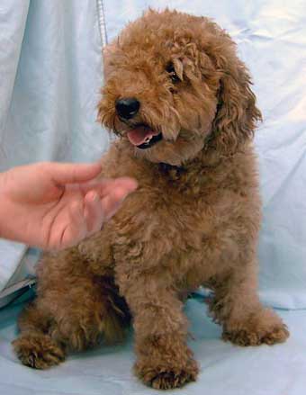 Australian multi-gen Labradoodle - Diego