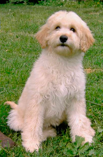 Our labradoodle dame Ivy