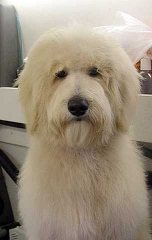 Australian multi-gen Labradoodle - Diego