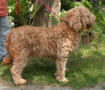 Our labradoodle dame Puddin'