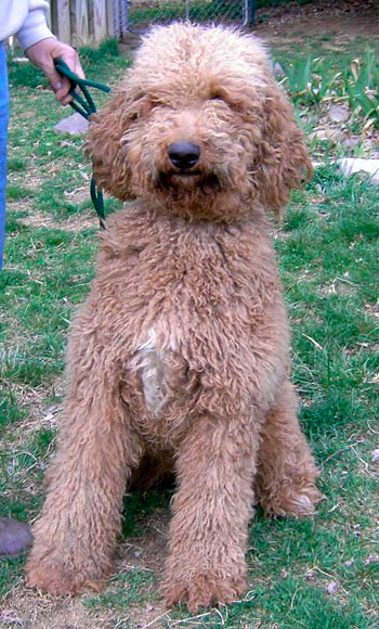 Our labradoodle dame Creamsickle