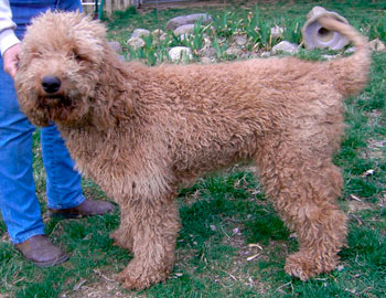 Our labradoodle dame Creamsickle