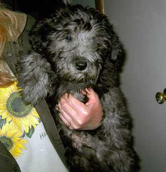 Mini multi-gen Labradoodle - Tarzan