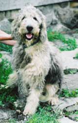 Bomber the Labradoodle