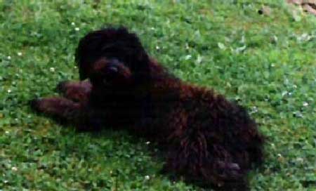 Our labradoodle dame Candy