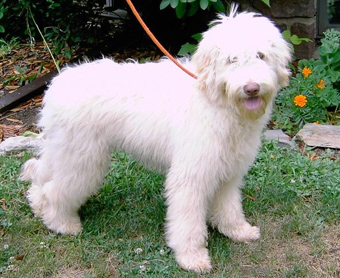 Our labradoodle stud Corky