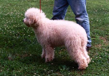 Our labradoodle dame Creamsickle