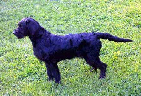 Our labradoodle dame Licorice