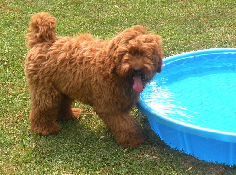 Australian multi-gen Labradoodle - Snickers